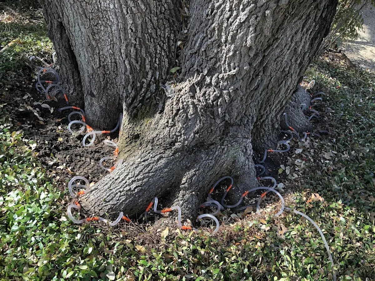 Detailed Tree Cabling and Bracing job site in Royal Palm Beach