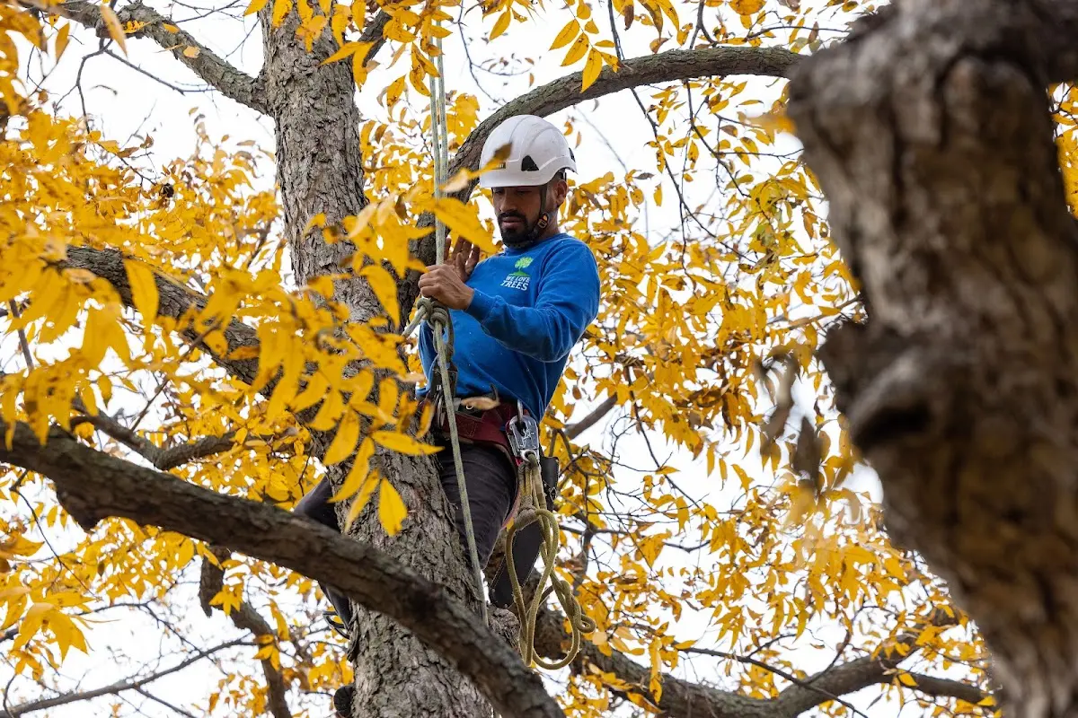 Skilled Tree Planting crew working in Royal Palm Beach