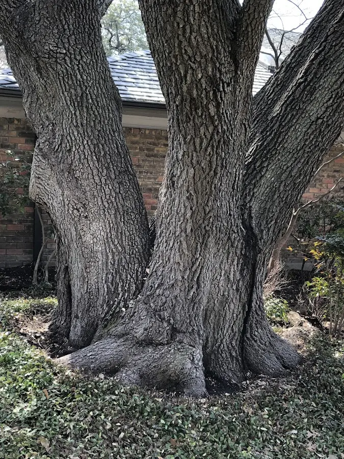 Mature heritage tree close to a Royal Palm Beach property cared for by certified arborists