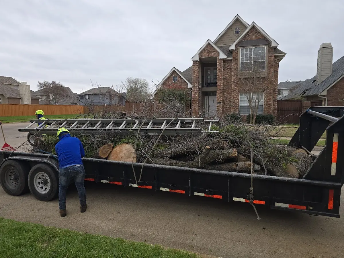 Expert Tree Removal with proper safety equipment in Royal Palm Beach
